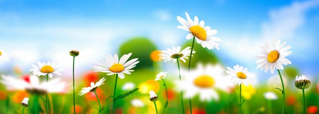 sunflowers growing in the grass