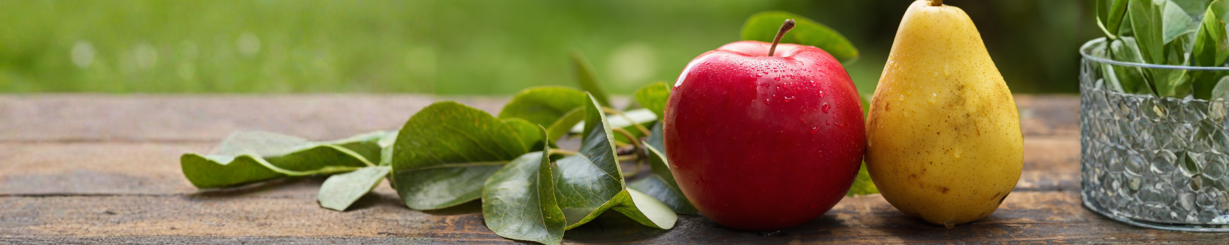 body shape banner picture apple and pear body shape