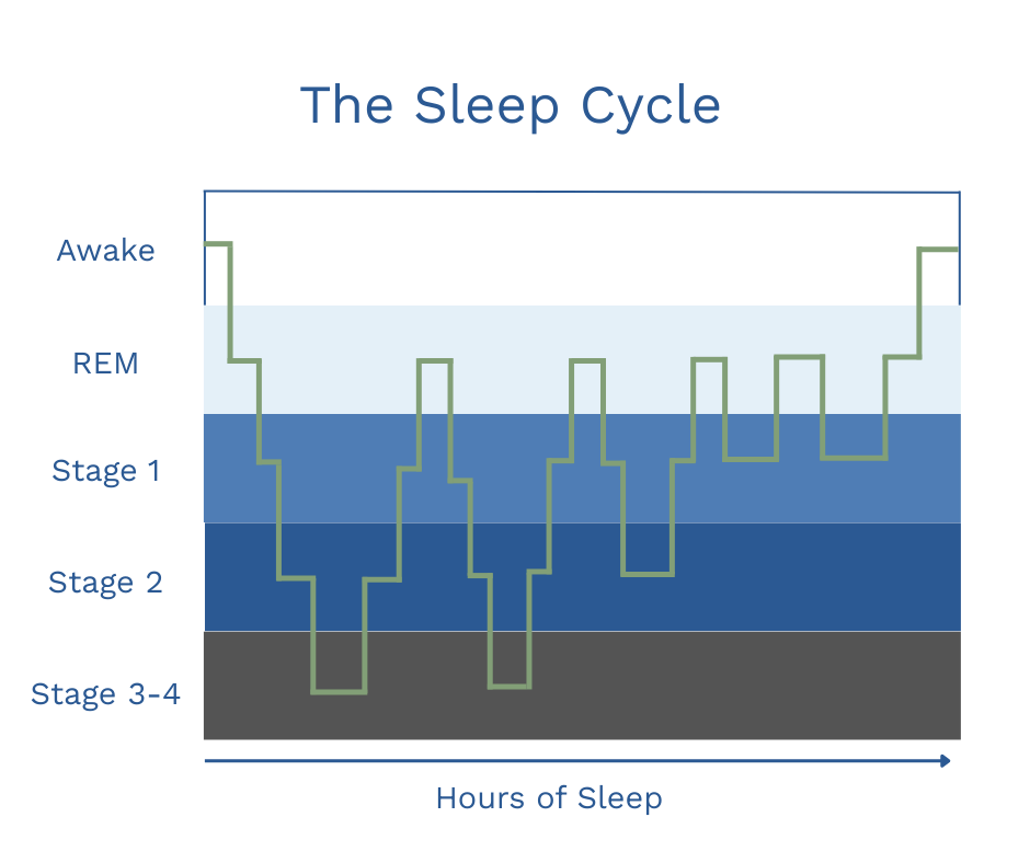The Sleep Cycle infographic sleep timeline